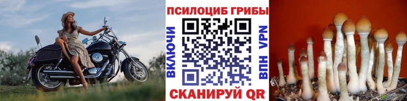 мориарти наркотические препараты  Белёв  Псилоцибиновые грибы GOLDEN TEACHER 